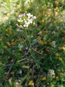 arabetta comune