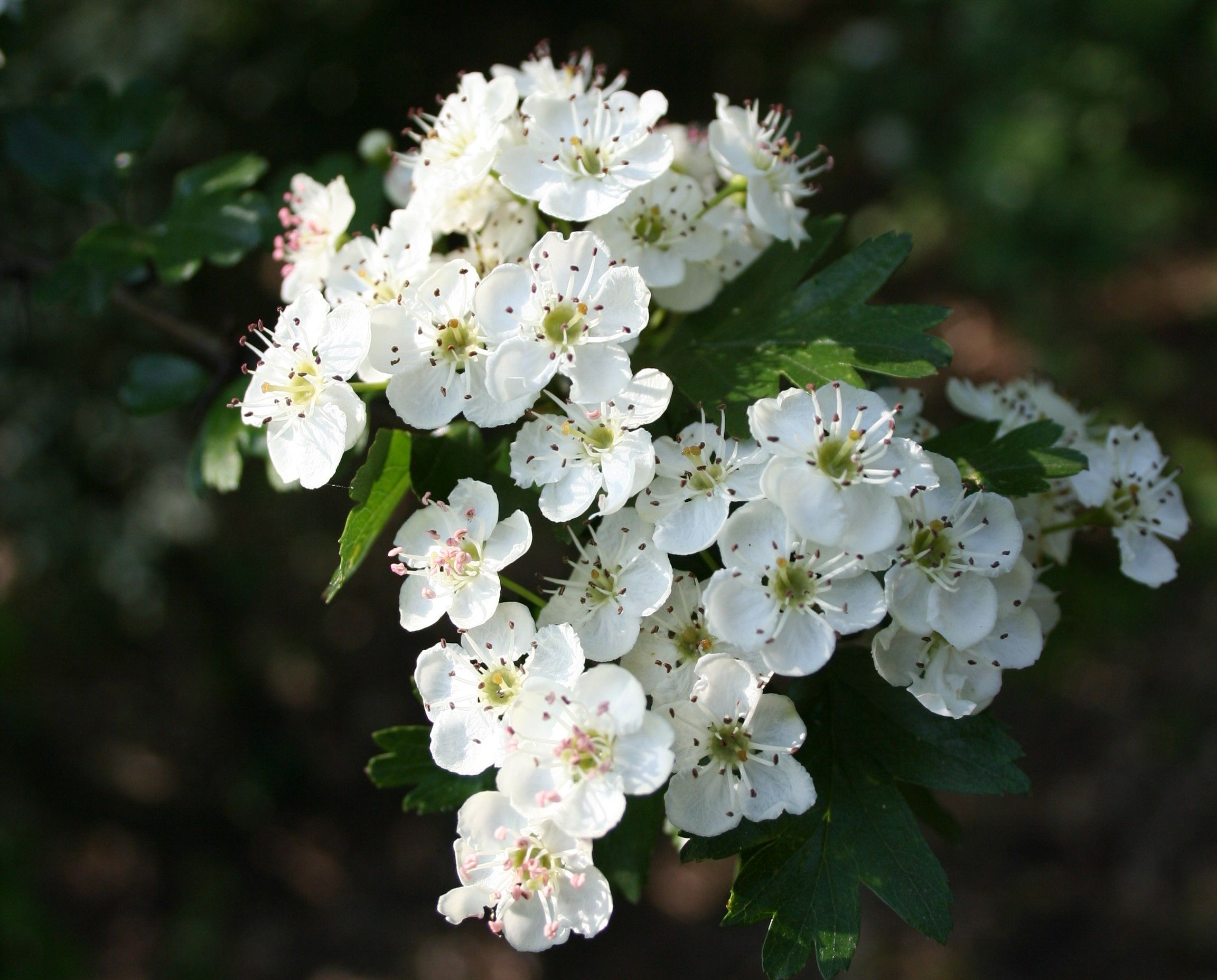 Biancospino