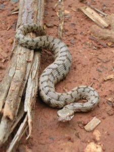 vipera