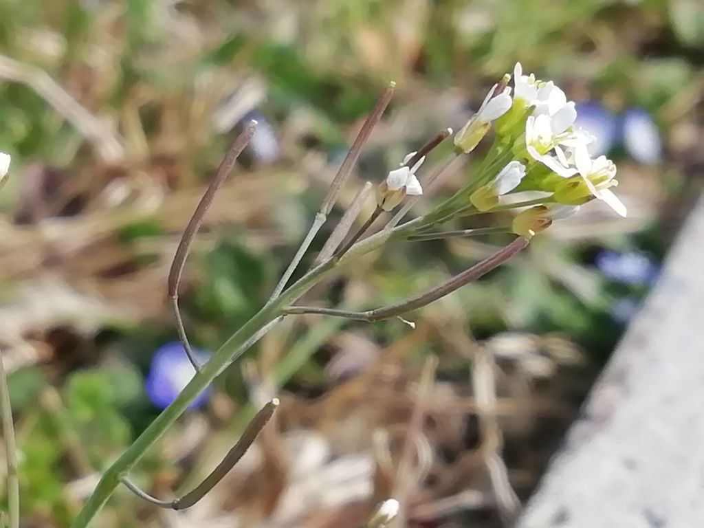 arabetta comune