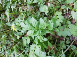 Foglia di crescione radicina