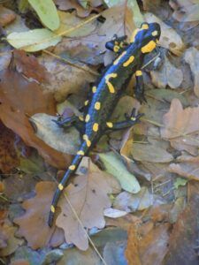 salamandra pezzata