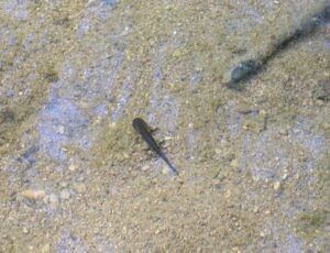 salamandra