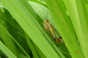 mosca scorpione