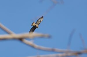 in volo