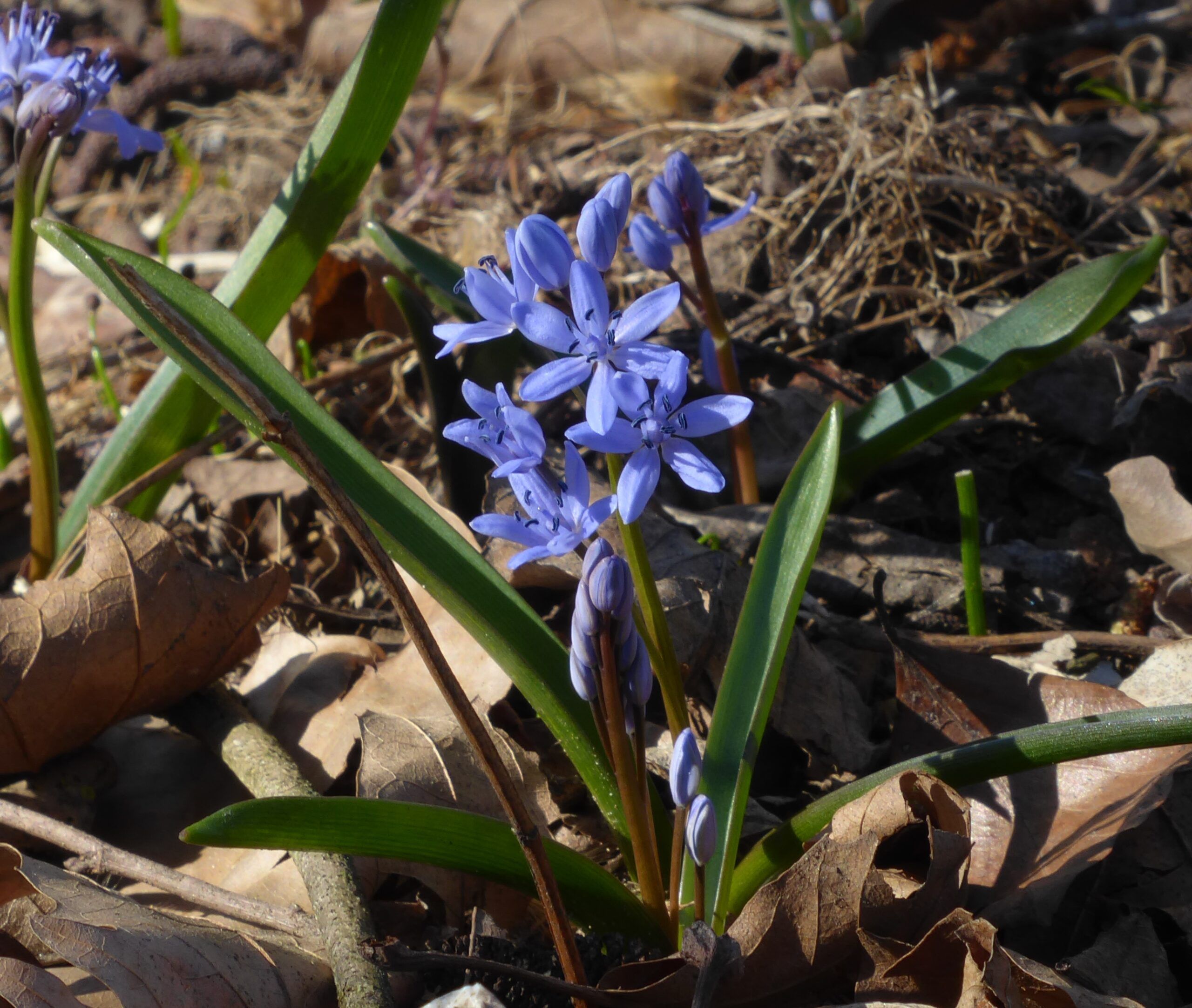 Scilla silvestre
