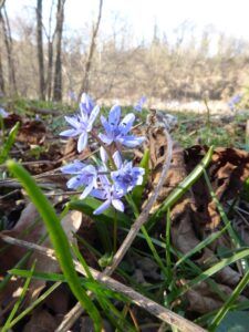scilla silvestre