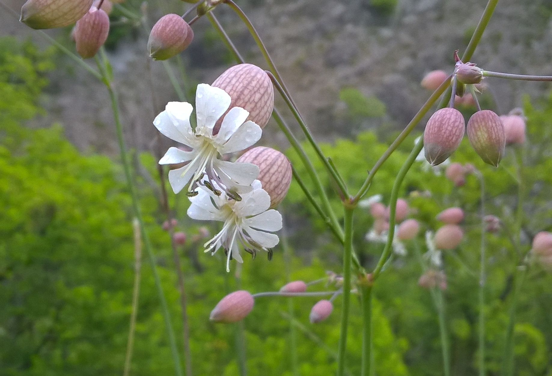 Silene vulgaris