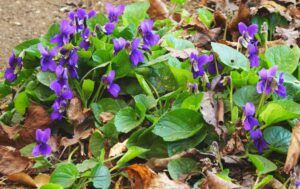 Viola mammola