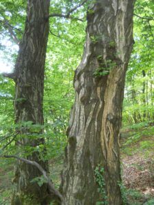 Carpino