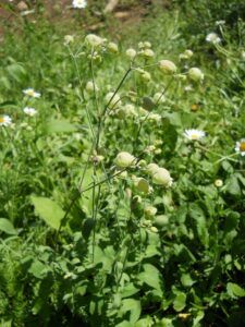 Silene rigonfia