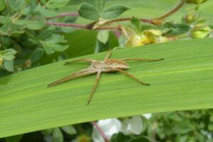 Pisaura mirabilis