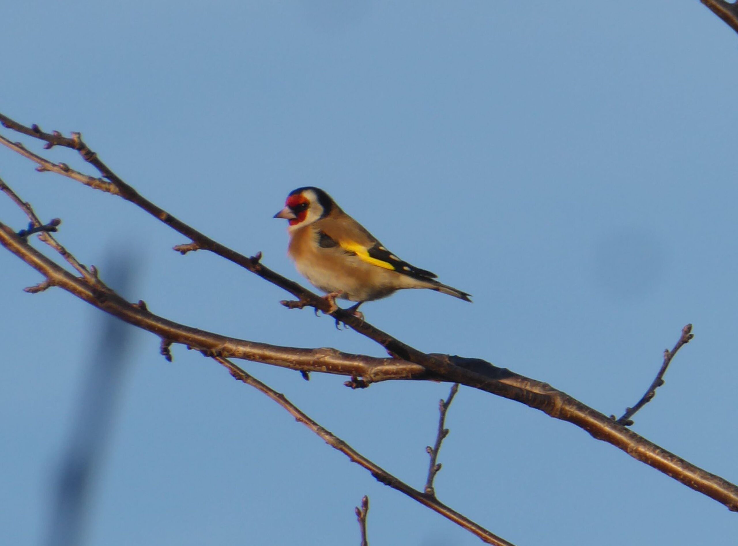 Cardellino