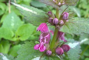 Falsa ortica macchiata