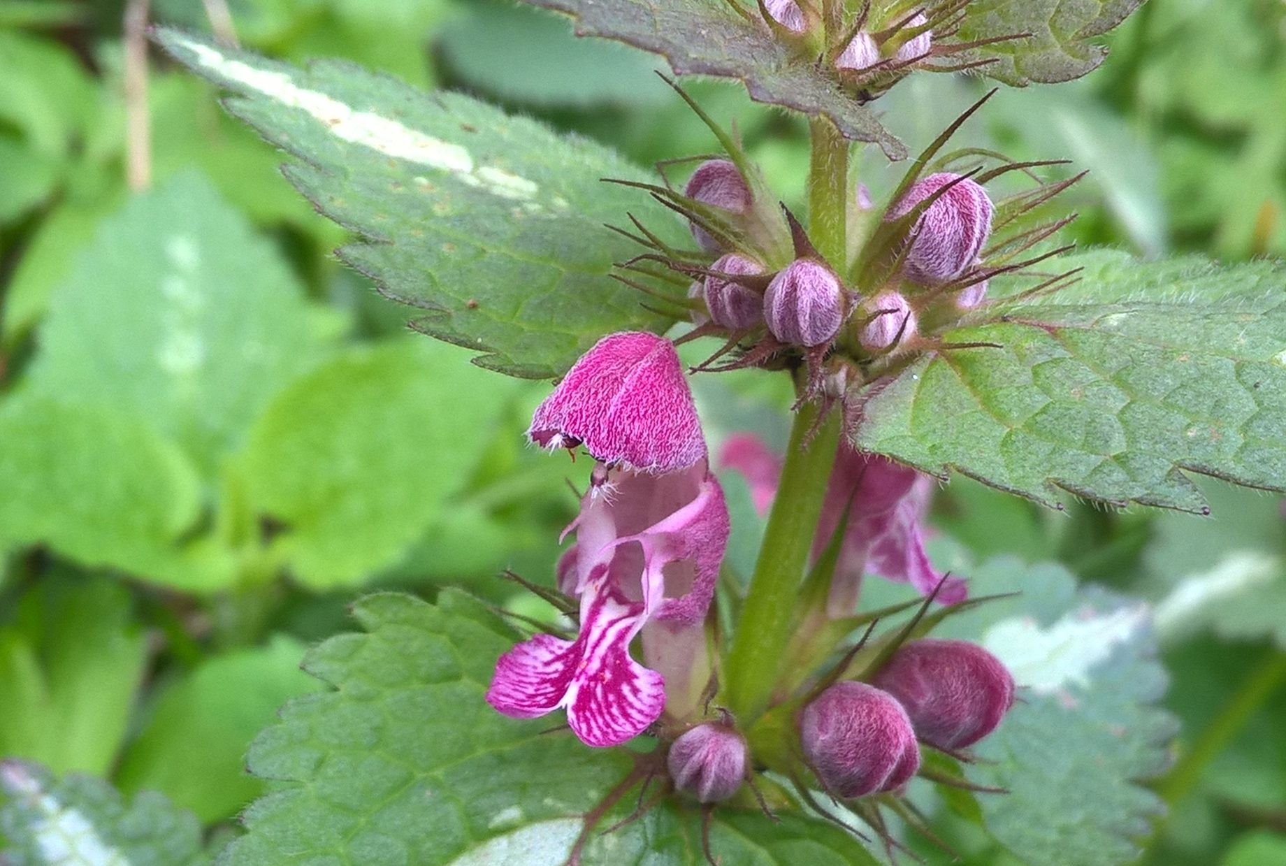 Falsa ortica macchiata