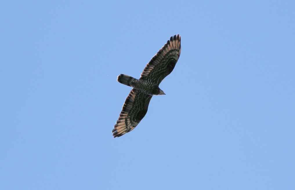 Falco pecchiaiolo