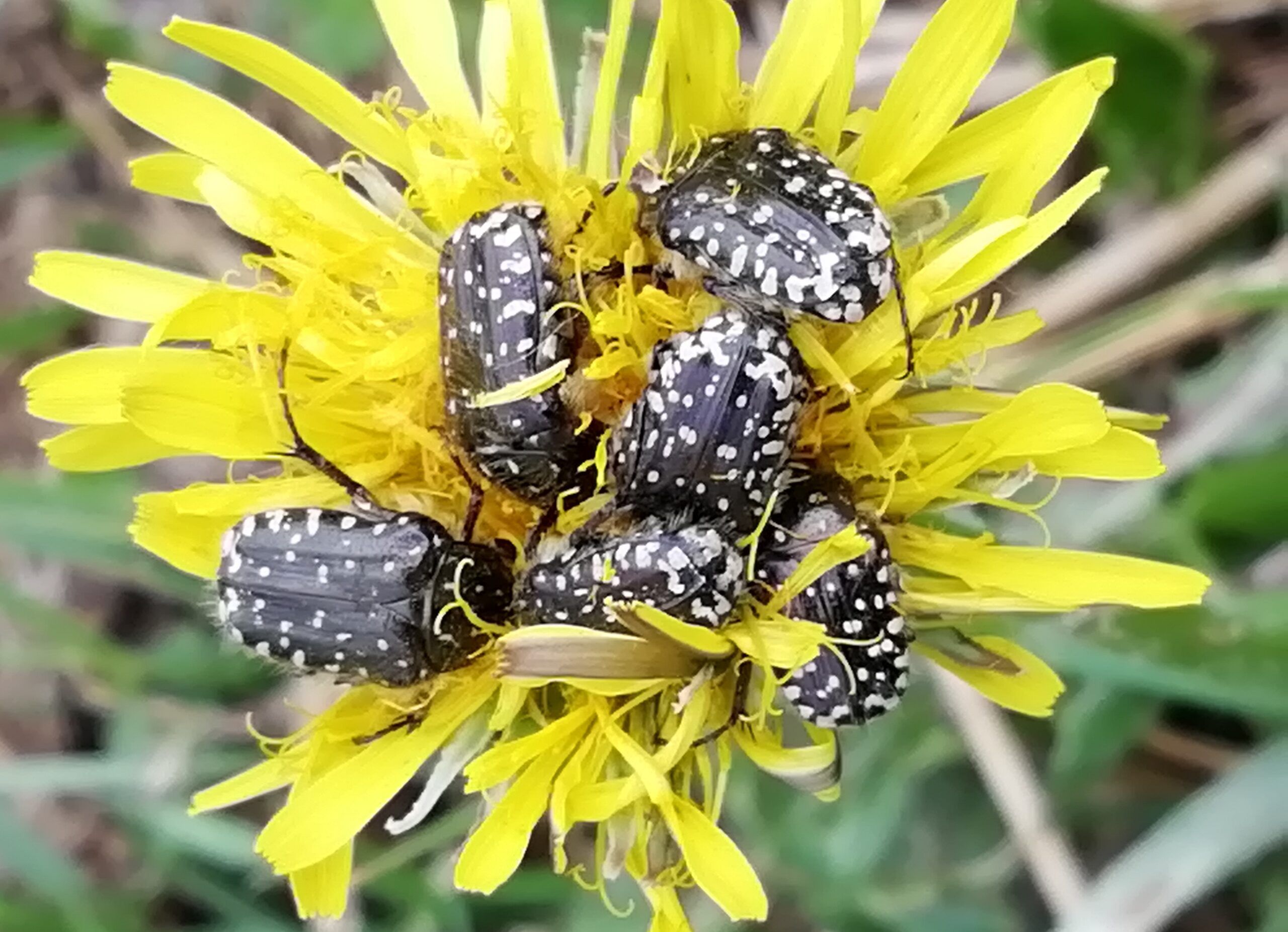 cetoniella