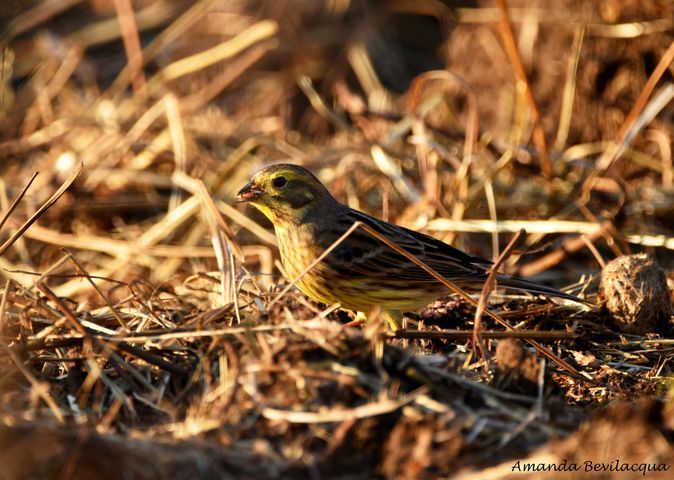 zigolo giallo