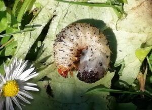 cetonia dorata