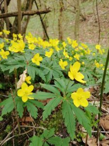 anemone giallo