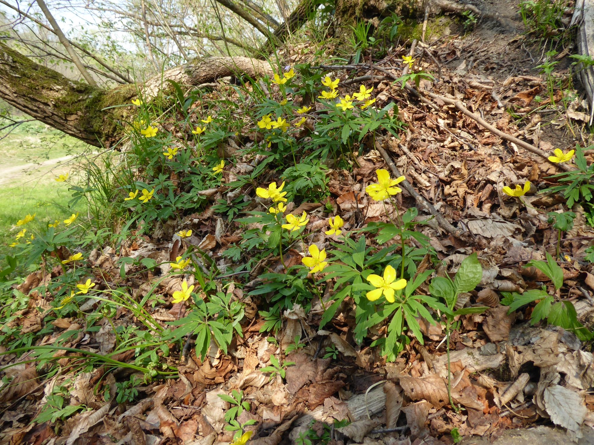 anemone giallo