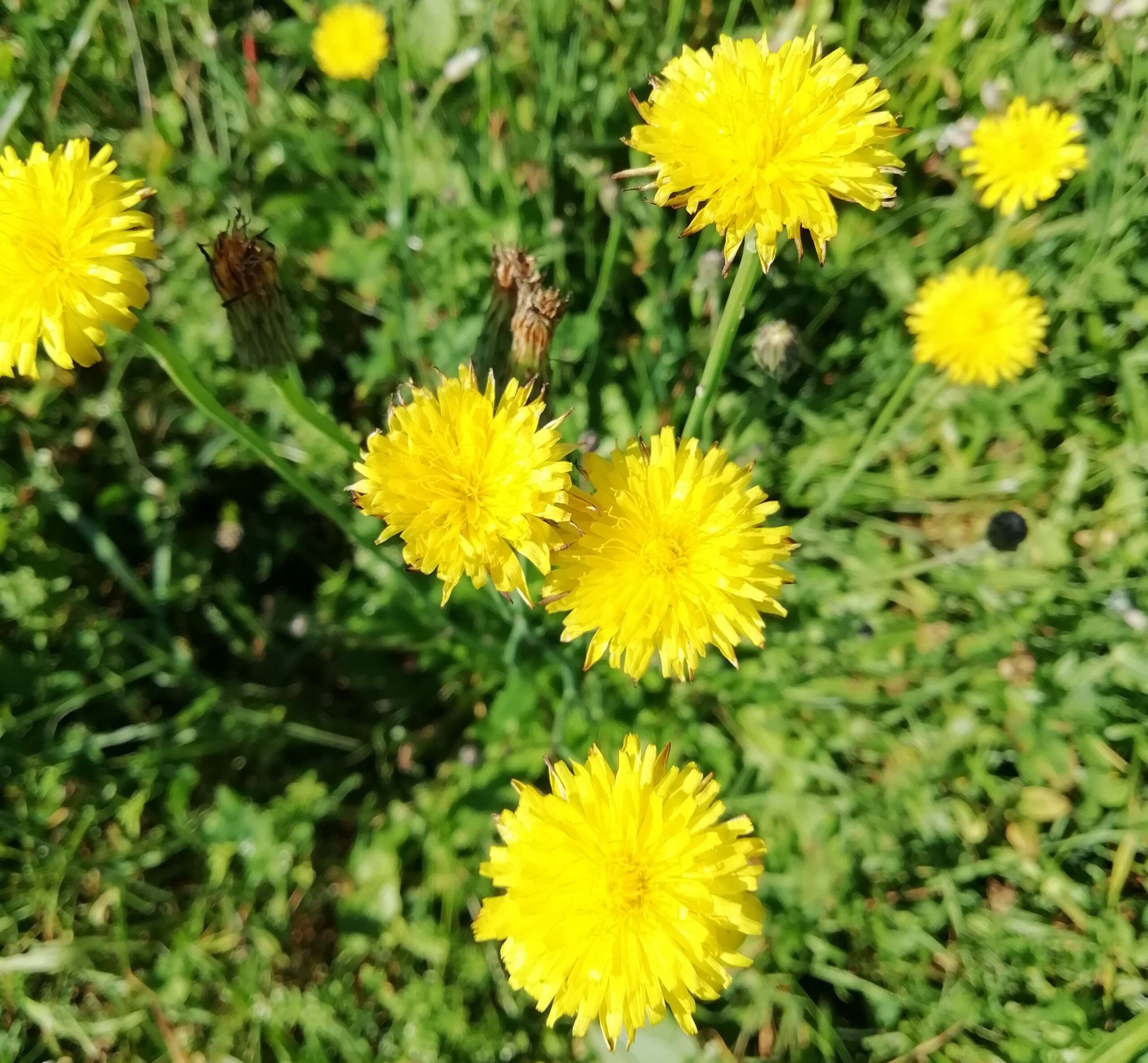 Costolina giuncolina