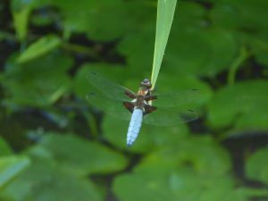 Libellula depressa