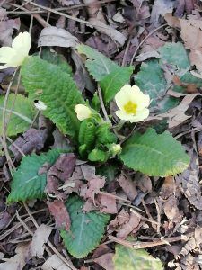 primula