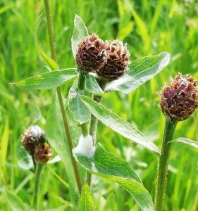 Fiordaliso nerastro