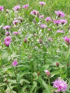 Fiordaliso nerastro