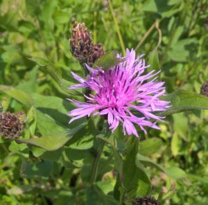 Fiordaliso nerastro