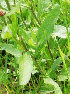 Fiordaliso nerastro