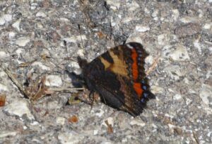 Vanessa dell'ortica