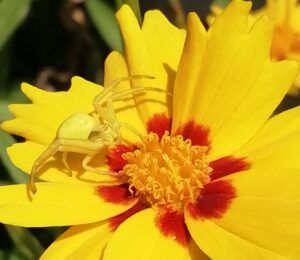 Misumena vatia