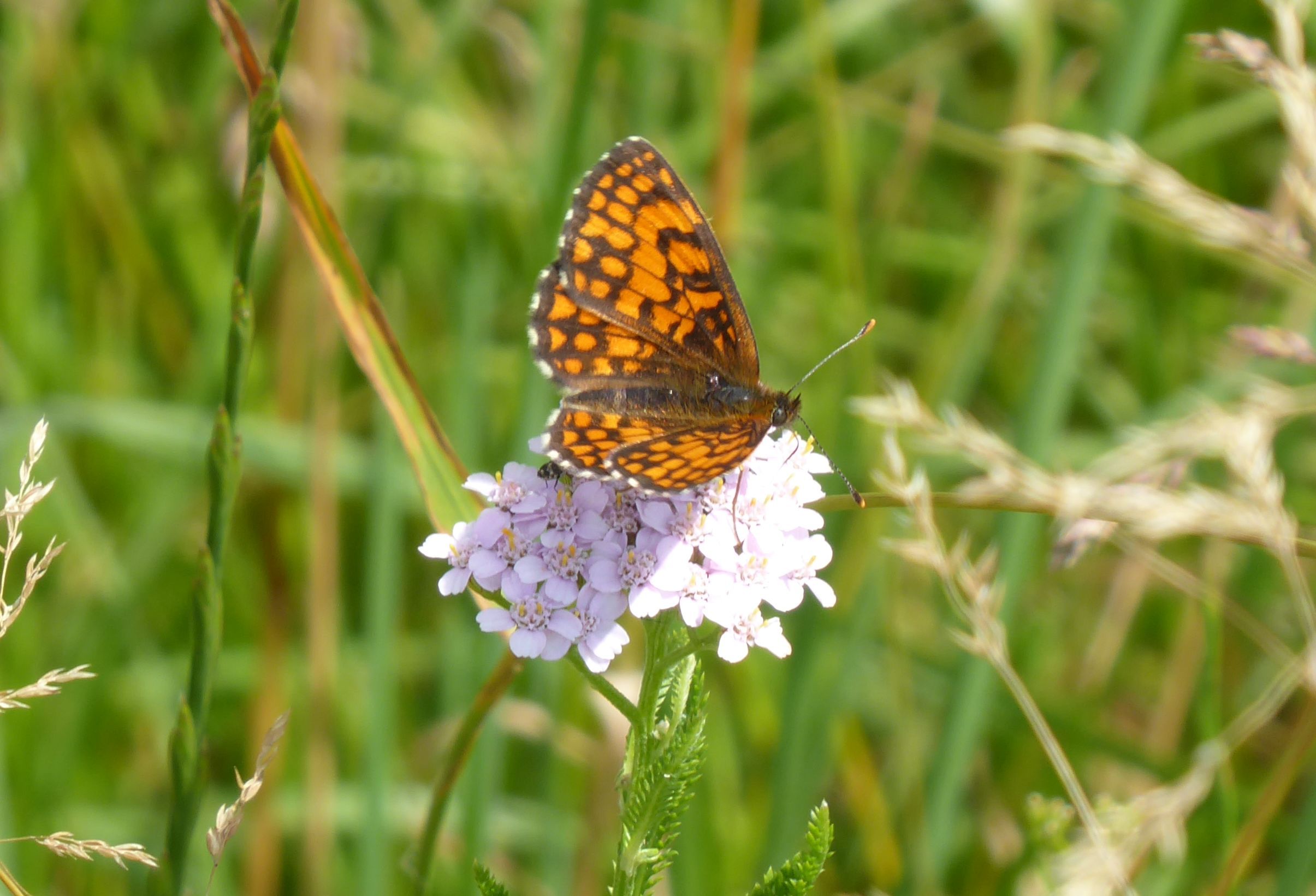 melitaea celadussa