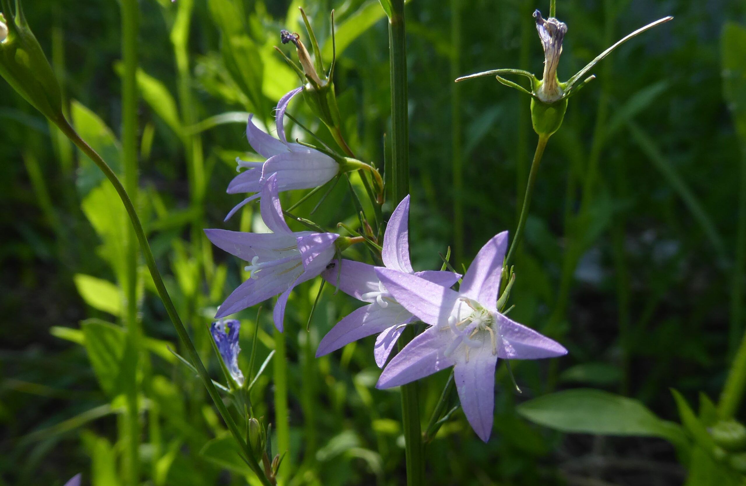 campanula