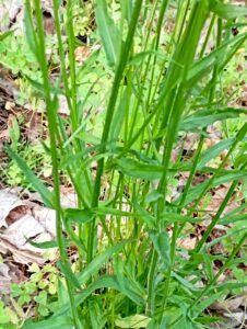 raperonzolo o campanula commestibile