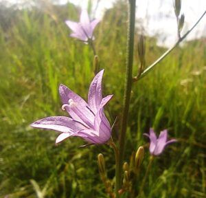raperonzolo o campanula commestibile