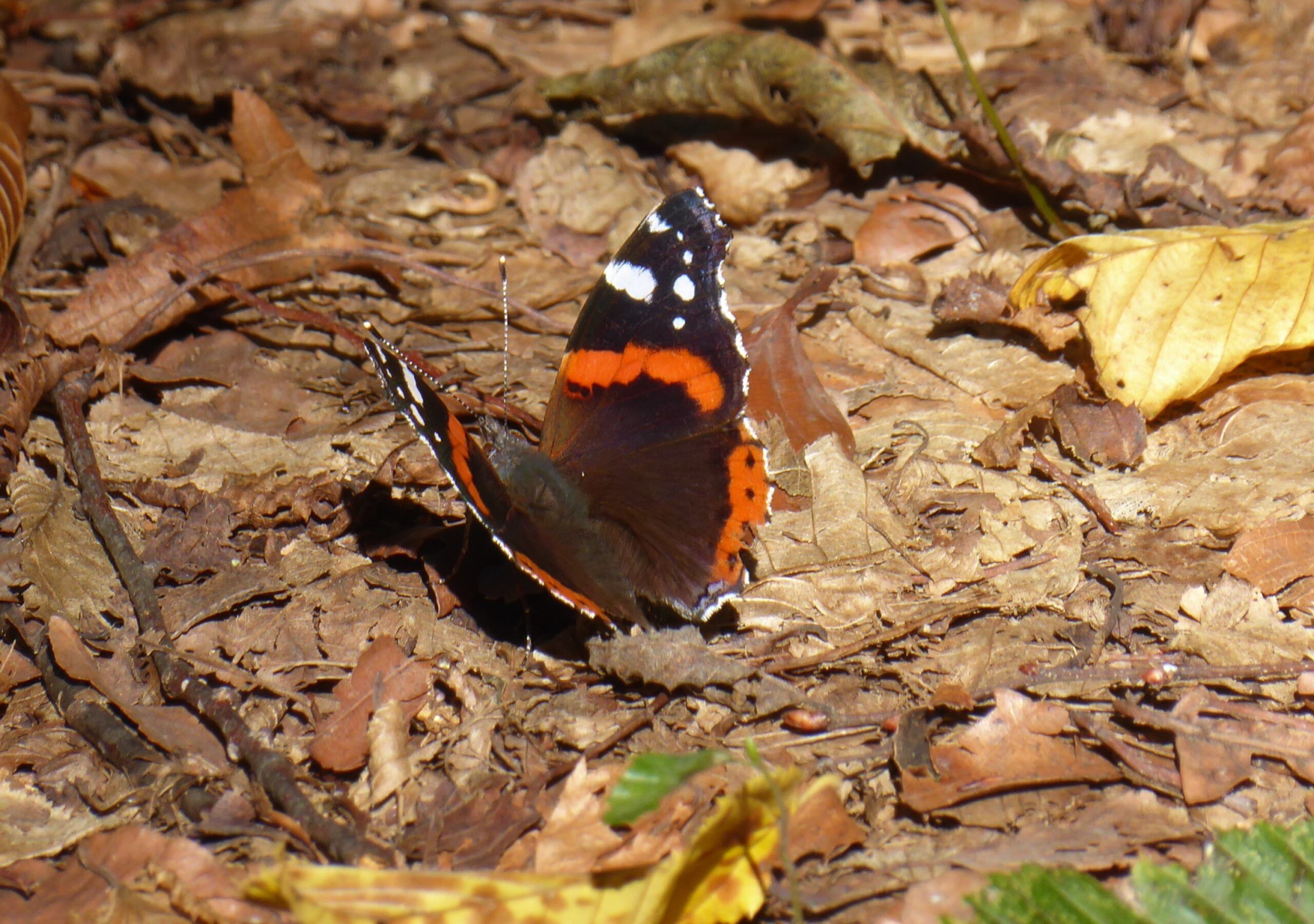 vanessa atalanta