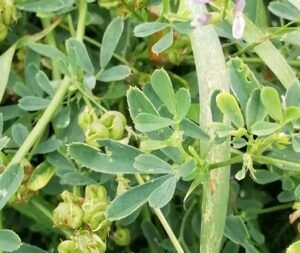 Erba medica