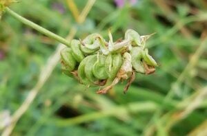 Erba medica