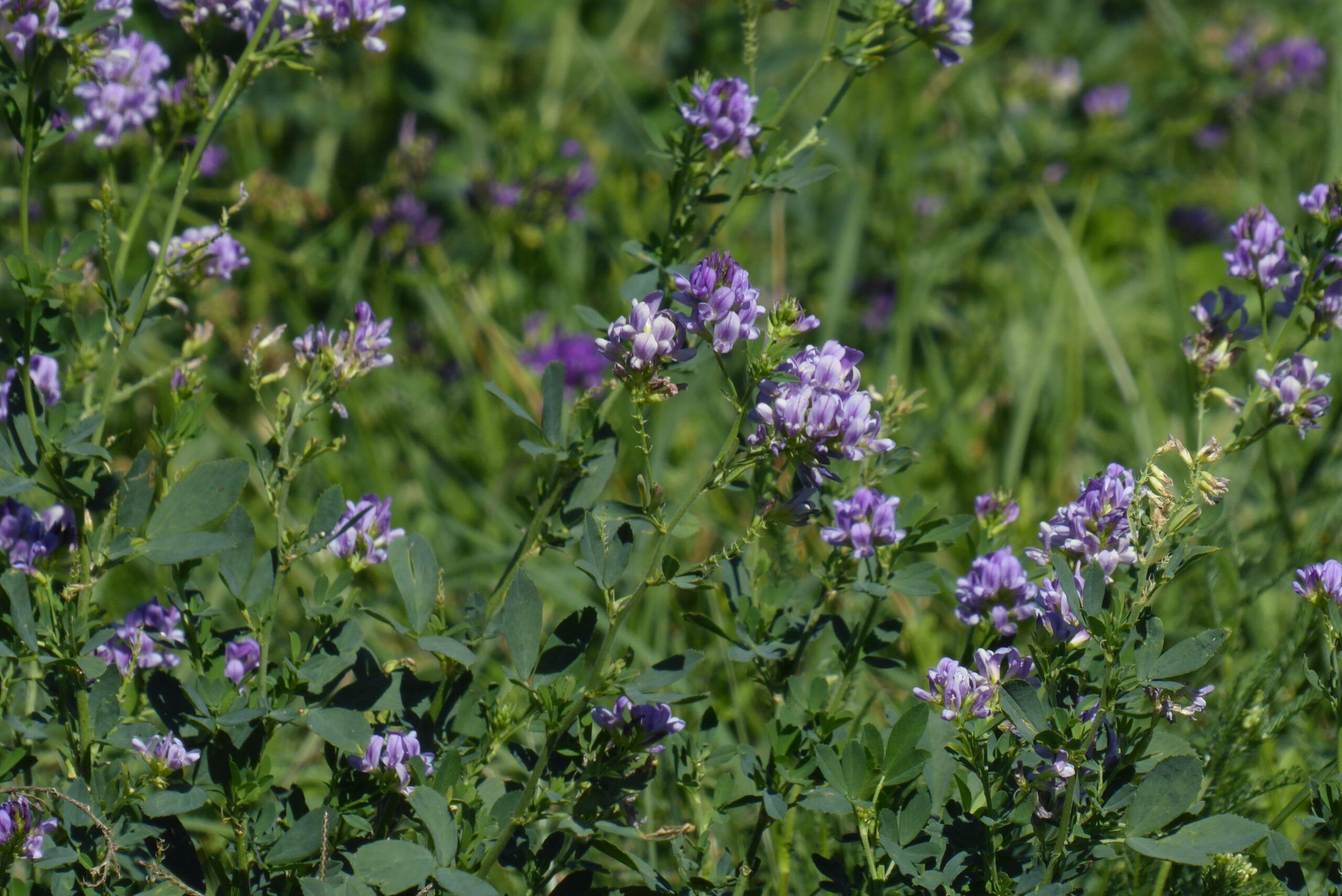 Erba medica