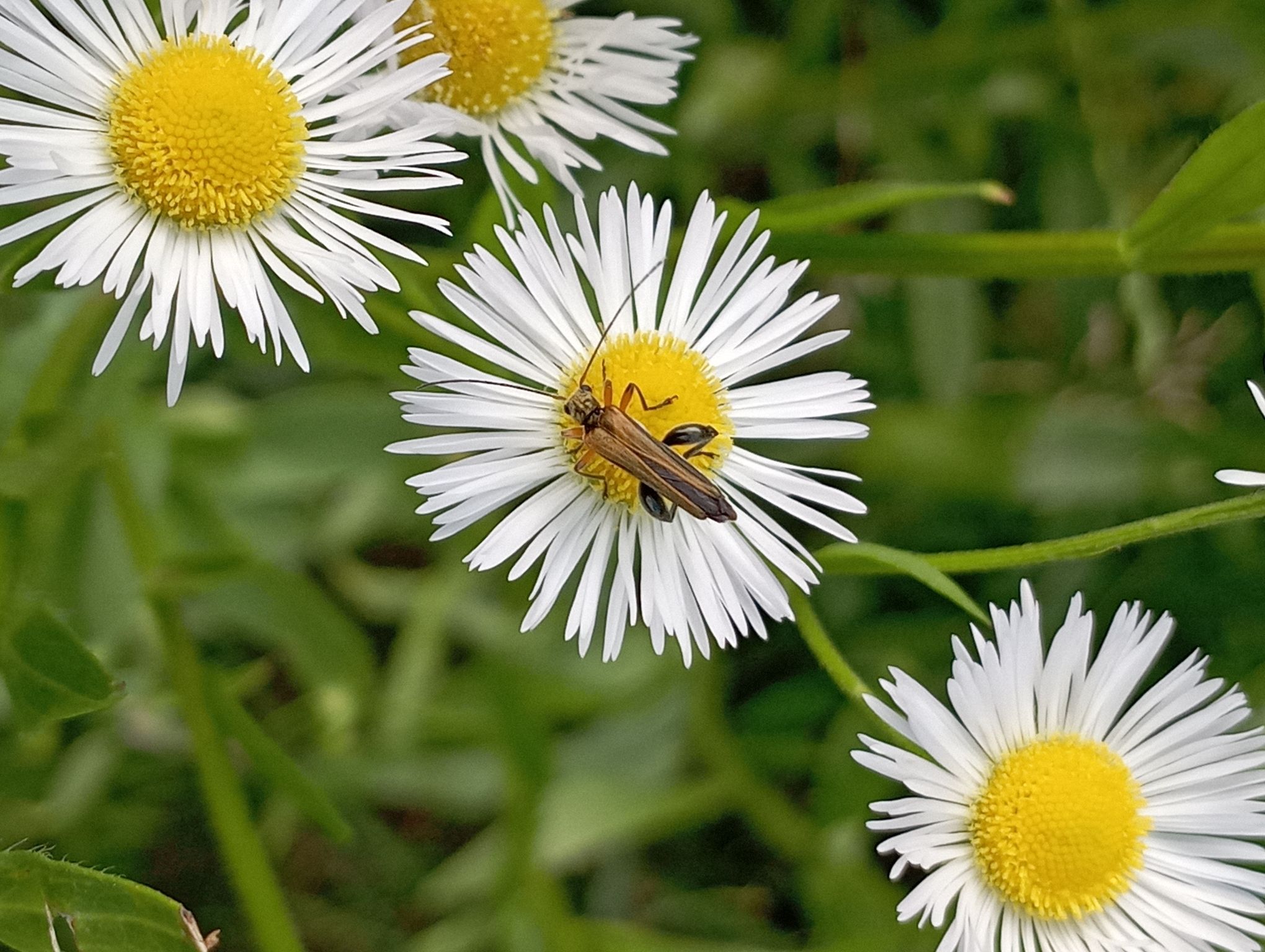 Cespica annua