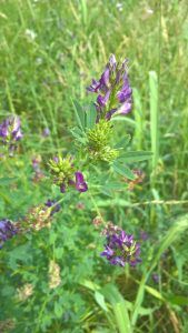 erba medica
