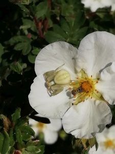 Misumena vatia