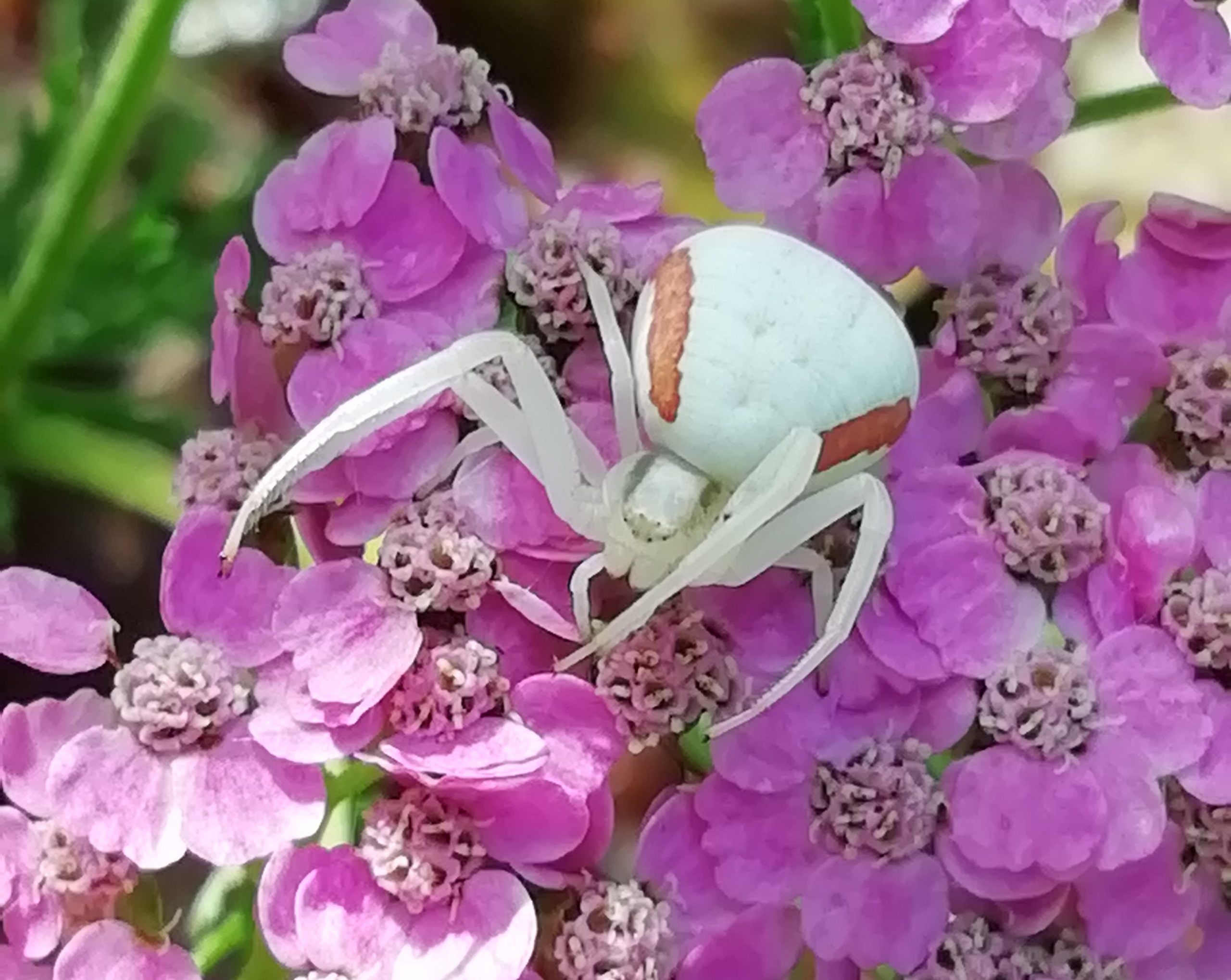 Misumena vatia