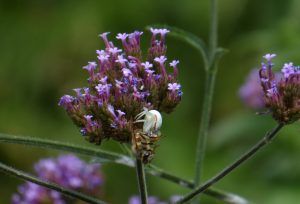 Misumena vatia