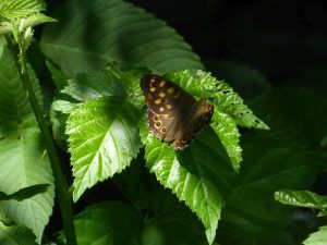 Egeria