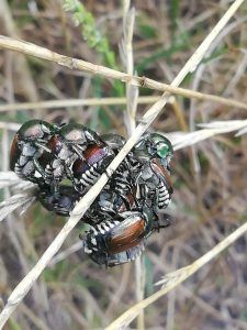 scarabeo giapponese