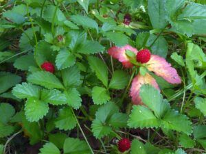 foglie e frutto